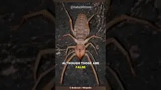 Camel Spider | The Camel Eater