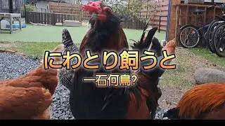 妹　にわとりを飼うと一石何鳥?