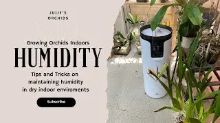 Growing Orchids indoors: Humidity Hacks