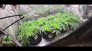 Cannabis Anbau leicht gemacht. Seedstockers Clip 5