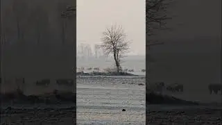 Podlaskie bizony