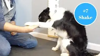 Shake A Paw - Trickmas #7