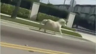 Ponies wrangled and safely returned home after galloping throughout Hialeah