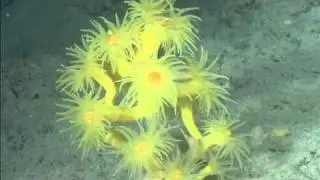 Gorg&ograve;nies i coralls al Canal de Menorca
