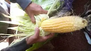 Yellow Corn peeling #sweetcorns #viral 