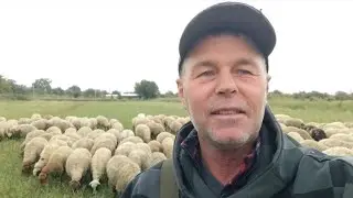 Preparation for Lambing Season (vaccination, feeding and dipping)