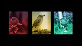 Solving speech problems by studying the Bengalese finch