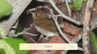 Top 10 Bird Songs North America Video-Most Beautiful Bird Songs in North America-Songbirds Singing