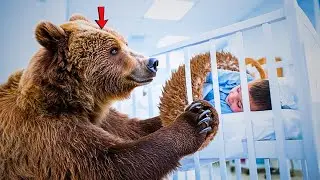 Mother Bear Shared Her Fur to Make a Soft Nest in the Crib &ndash; What Happened Next Was Shocking