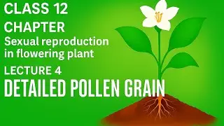 Sexual reproduction in flowering plant detailed pollen grain class 12th biology