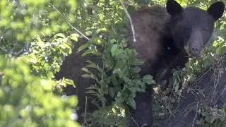 How to survive Bear attack in national glacier park |Surviving a Bear Attack|Bear Attack