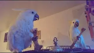 Our parrots we had many years ago . No more adoption 😞