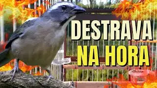 MELHOR TRINCA FERRO PARA  ESQUENTAR TRINCA FERRO FRIO COM TRINCA FERRO CANTANDO MELHOR TRINCA FERRO