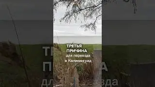 Причина для переезда в Калининград СТРОГАНИНА ИЗ ПЕЛАМИДЫ #еда