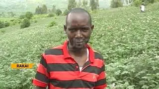 New &ldquo;Sittanta&rdquo; irish potato variety excites farmers in Rakai District.