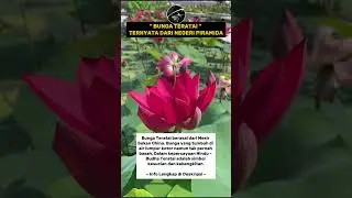 Bunga Teratai berasal dari Negeri Piramida bukan China #faktaunik #lotus