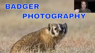 WILDLIFE PHOTOGRAPHY BADGERS