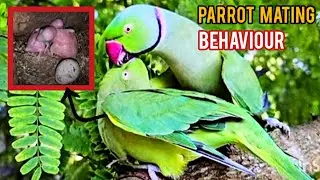 Ringneck Parrot making love l Breeding l cross video