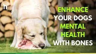 Enhancing Your Dog's Mental Health: The Surprising Benefits of Raw Bones and a Proper Diet
