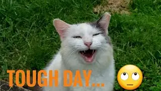Barn Cats |Tough work day | They are my bosses
