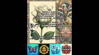 White Rosebud, *Unopened Heart* Floriography, Psychology, Mental Wellbeing, Nonprofit