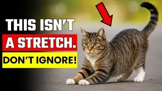 If Your Cat Stretches When They See You, Watch This