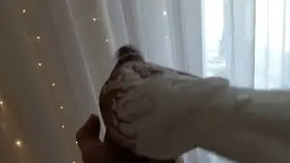 Vanilla, the Laughing Dove
