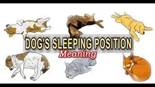 Ibig Sabihin ng Posisyon sa Pagtulog ng Aso | Dog Sleeping Position Meaning | FurMom Mitchz