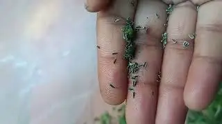 Bhringraj plant seed