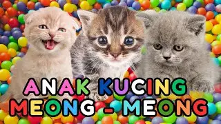 kucing lucu ANAK KUCING MEONG MEONG - kucing meong meong - kucing kawin - KUCING PERSIA LUCU