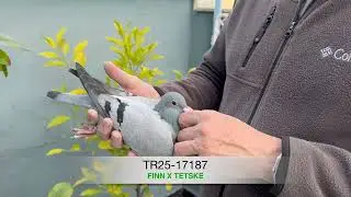 TR25-34-17187 &ndash; &ldquo;Finn x Tetske&rdquo;