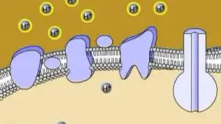 Electron Transport Chain Animation