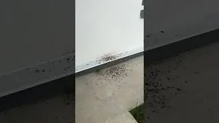 Соседи гадят на наш дом