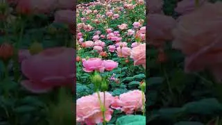 lindas rosas #rosas #flores #natureza #coisalinda #flowers #shorts