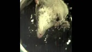 A water shrew attacks water pulses that simulate and escaping fish (slow motion).