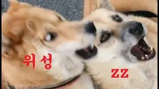 아지다하카 최강투톱