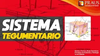 Sistema Tegumentario
