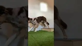 Working on backing up with support 🐶