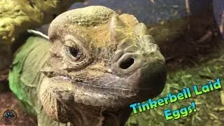 Lizards that Lay Eggs Without Breeding?!