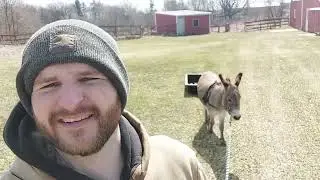 Collecting Maple Sap Using My New Awesome Sap System