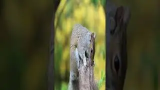 Squirrel facts #shorts #trending #amazing #trend #tiktok #viral #animals #wildlife #instagram