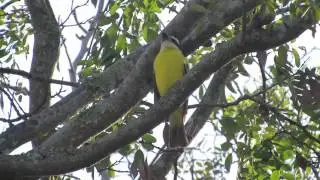 Pitangu&aacute;