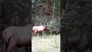 Bull Elk Raking Tree #Elk #Trailcam