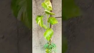 🎋 Natural life #viral #youtube #plants #shorts