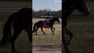 Yeah I will never forget that day&hellip; #horse #lovehorses