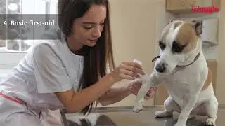 5 simple pet safety tips