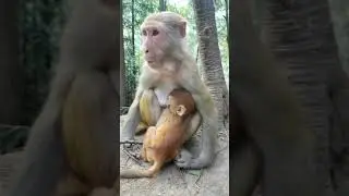 Baby Monkey You Must Watch With Creative Trap #Monkey #BabyMonkey #ShortVideos #EP722