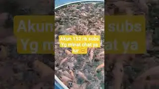 nila #koi #budidaya #fish