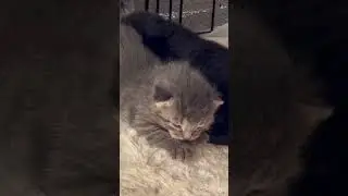 front door kittens