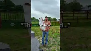 Working with your Dad 🙄 #workingwithdad #relatable #funny #cow #ranchlife